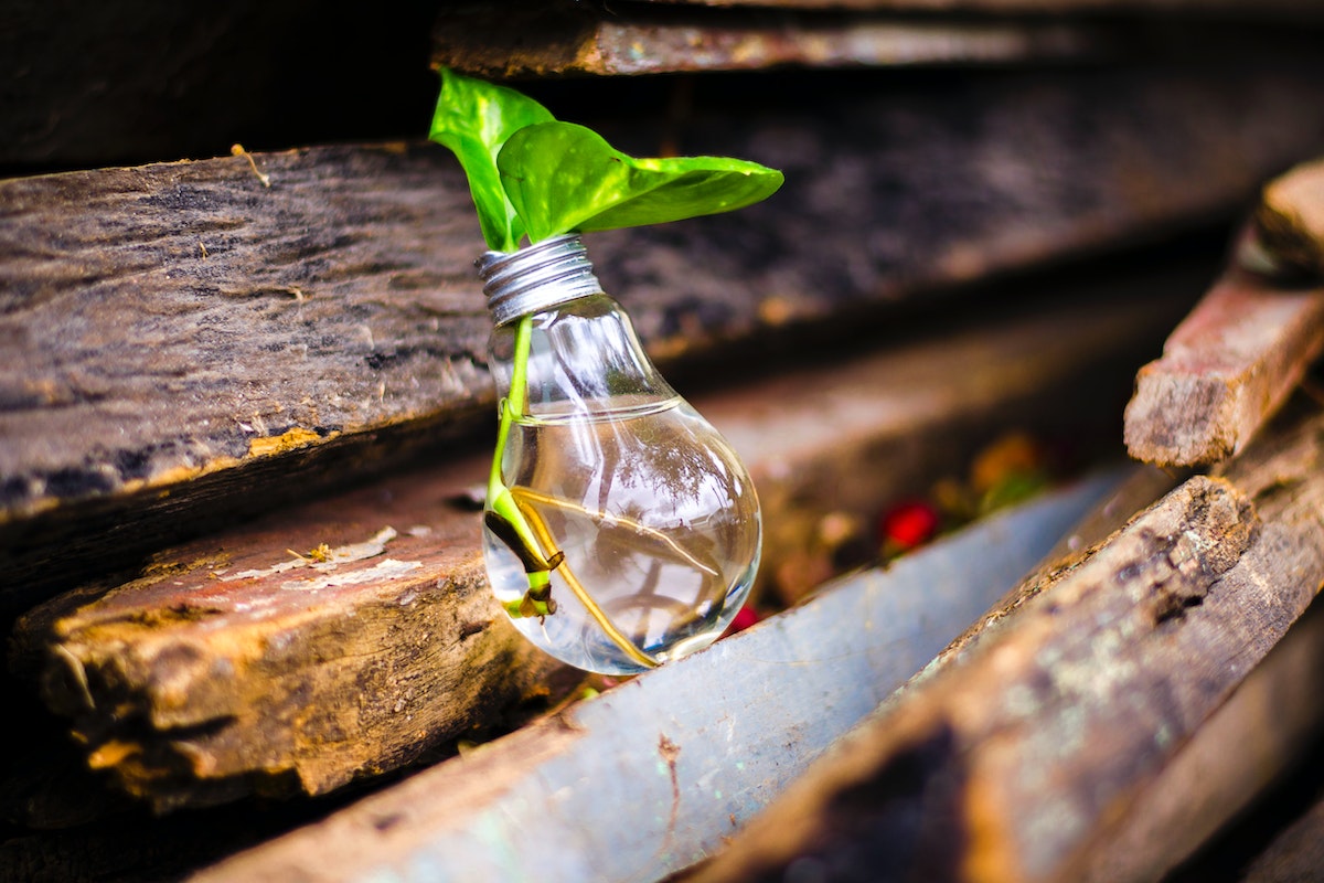 imagem de uma lâmpada sendo usada como um vaso de planta